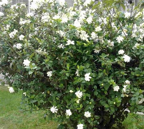 如何讓梔子花開花|梔子花好種嗎？看完這篇指南，你會成為梔子花種植高手